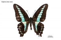 藏品(青鳳蝶)的圖片